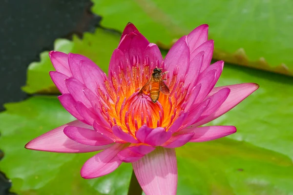 Roze lotus in thailand — Stockfoto