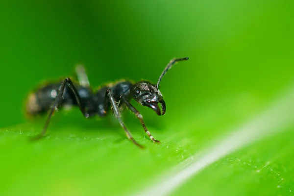 Black ant on leaf — Stock Photo, Image