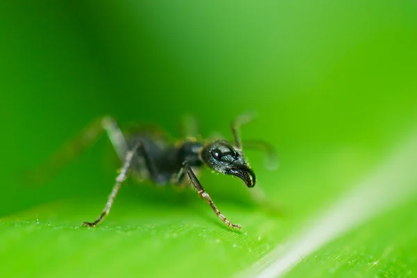 Formiga preta na folha — Fotografia de Stock