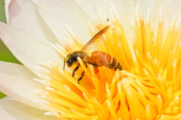 Lotus makro střelbu. — Stock fotografie