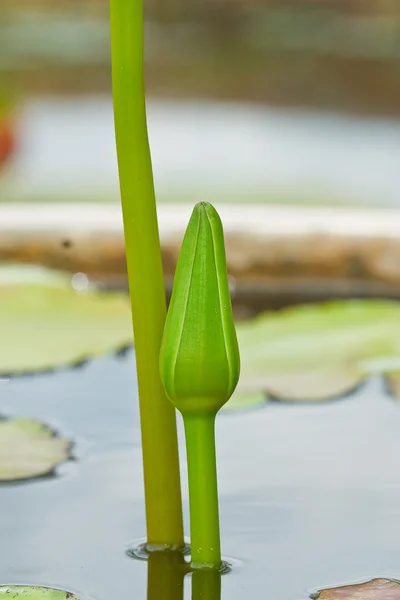 Lotusblüte — Stockfoto