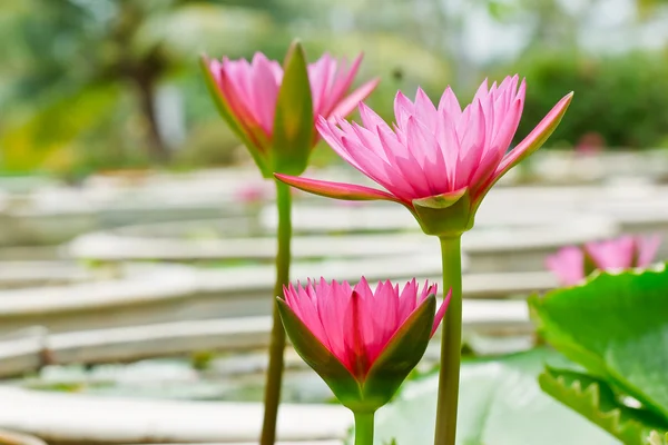 Pembe lotus Tayland — Stok fotoğraf