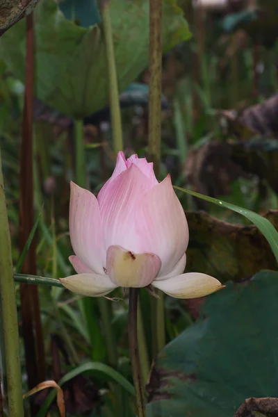 Pink lotus fowers — Stock Photo, Image