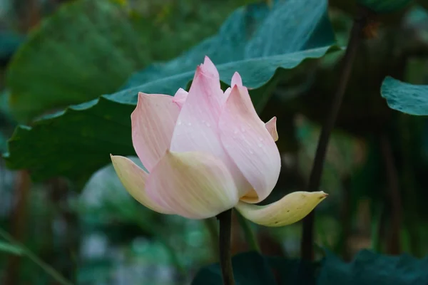 Fowers de loto rosa — Foto de Stock