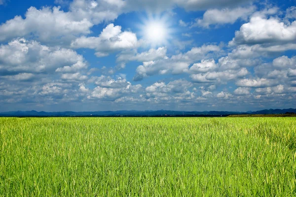 Fält med himmel och sol — Stockfoto