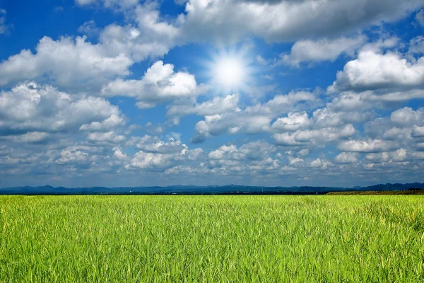 Fält med himmel och sol — Stockfoto