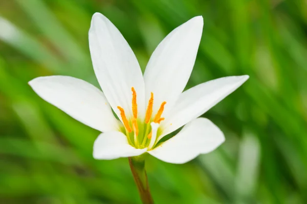 Bílá lilie květ — Stock fotografie