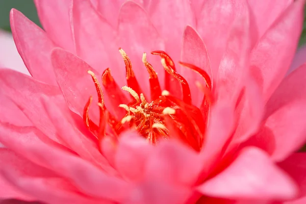 Pink lotus in thailand — Stock Photo, Image