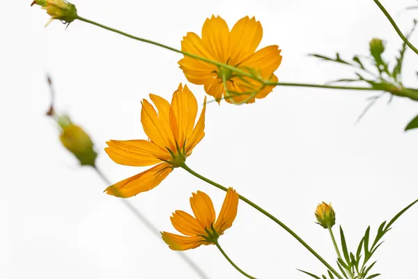 Fiore del Cosmo giallo — Foto Stock