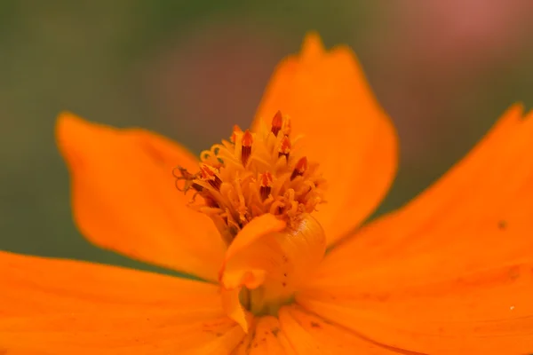 Květina žlutá Kosmos — Stock fotografie