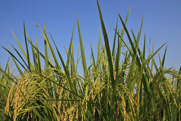 Oreja de arroz — Foto de Stock