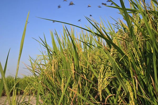 Ear of rice — Stock Photo, Image