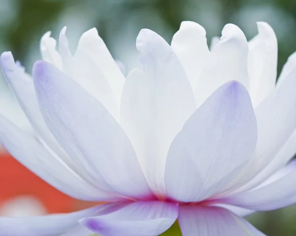 Lotus Makro Shooting. — Stockfoto