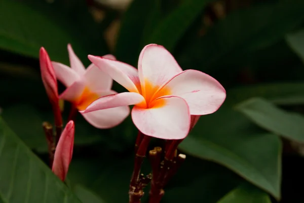 Tropische bloem, leelavadee Stockfoto
