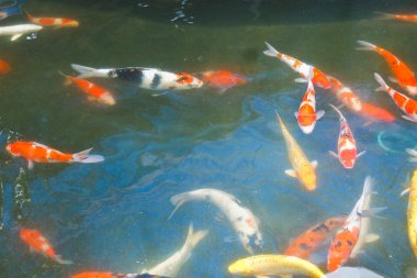 koi carps gölde yüzmek