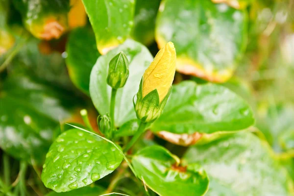 Yellow Hibiscus flower — Stock Photo, Image