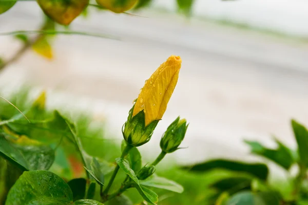 Kwiat hibiscus żółty — Zdjęcie stockowe