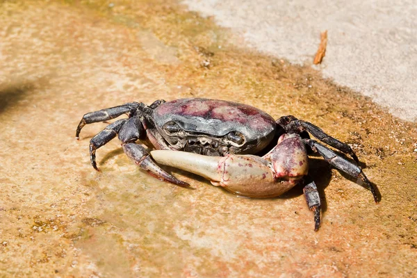 Thailändska krabba. — Stockfoto