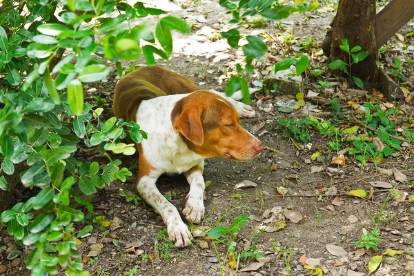 Cão sonolento . — Fotografia de Stock