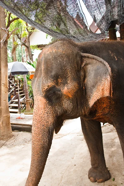 Elefante na Tailândia — Fotografia de Stock
