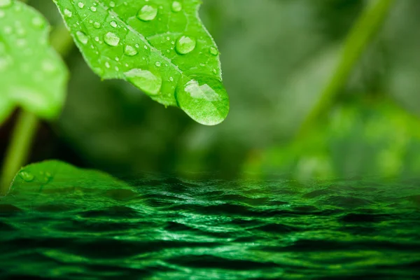 Wassertropfen auf die Blätter. — Stockfoto