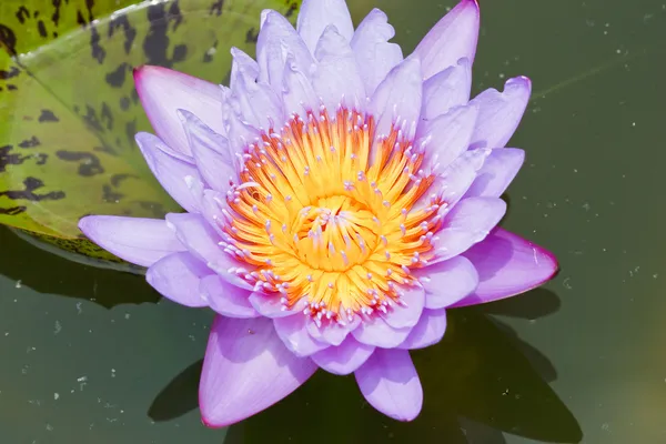 Pink lotus in thailand — Stock Photo, Image