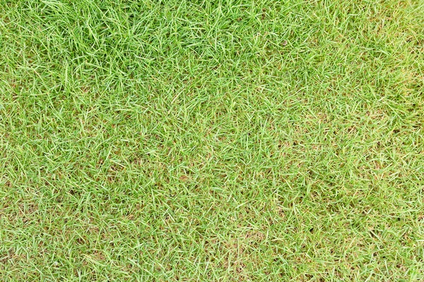 Plántulas verdes de cultivos de cereales en el campo — Foto de Stock