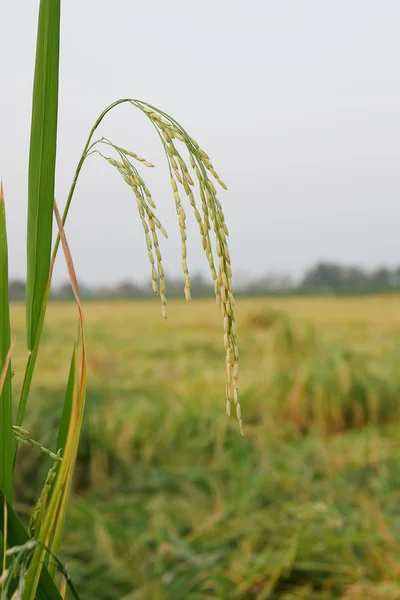 Campos de arroz com terraço no norte da Tailândia — Fotografia de Stock