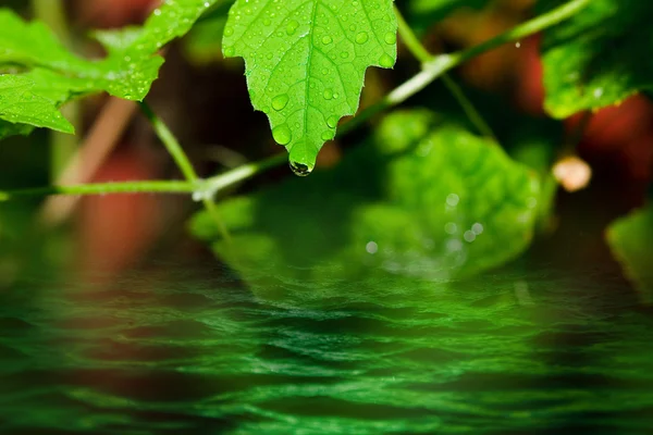 Frischwassertröpfchen auf Blättern dicht wie nach Regen — Stockfoto