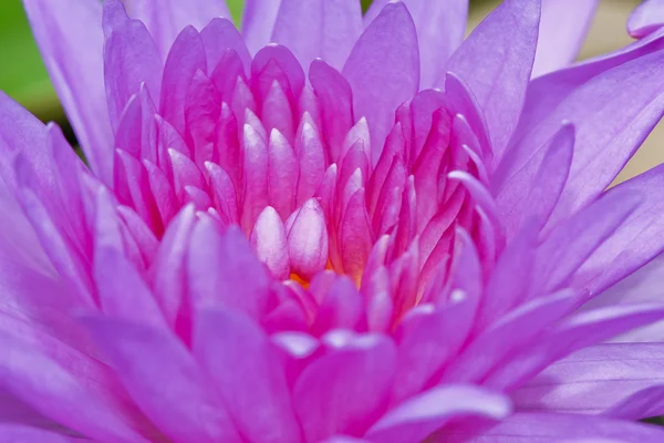 Fioletowy lotosu w Tajlandii — Zdjęcie stockowe