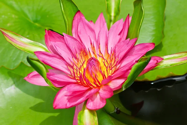 在泰国的粉红色莲花 — 图库照片