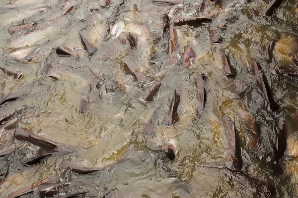 Mnoho ryb v rybníku. — Stock fotografie