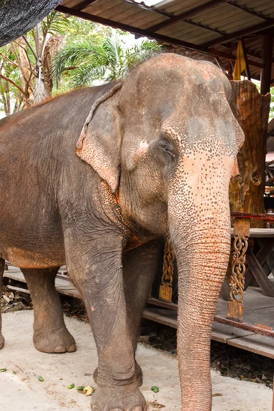 Elephant in Thailand — Stock Photo, Image