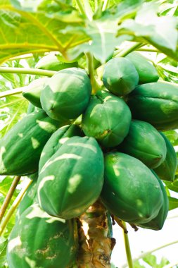 ağaca tutunan papaya demet