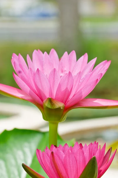 Loto rosa in Thailandia — Foto Stock