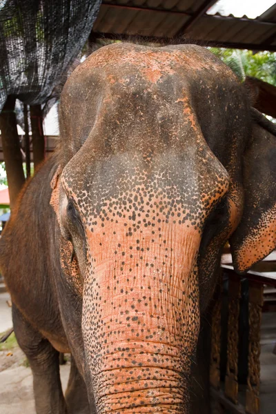 Elephant in Thailand — Stock Photo, Image