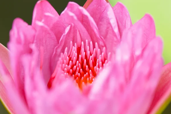 Rosa Lotus in Thailand — Stockfoto