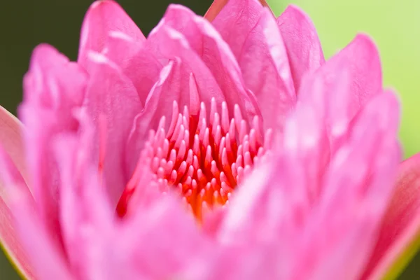 Lótus rosa na Tailândia — Fotografia de Stock