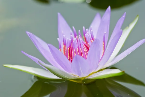Lotus rose en thailande — Photo