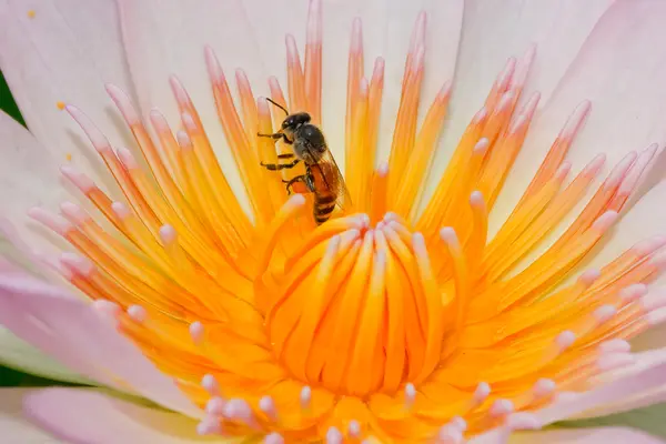 Sarı lotus. — Stok fotoğraf