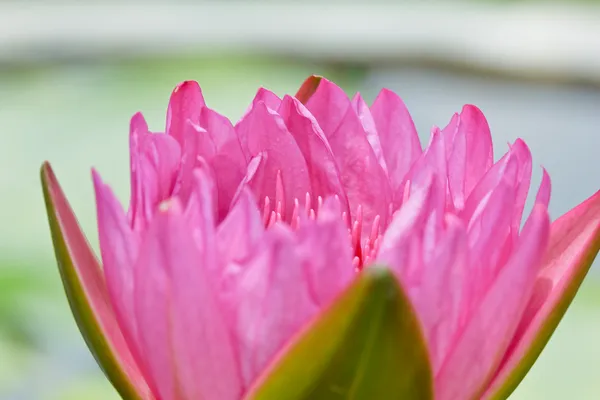Lótus rosa na Tailândia — Fotografia de Stock