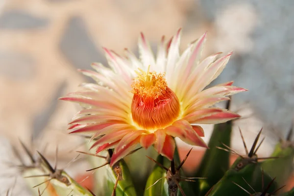 Gros plan d'un cactus épineux — Photo