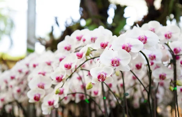 Flores brancas orquídeas — Fotografia de Stock