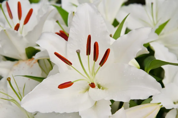 Witte lily bloem — Stockfoto