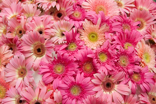 Chrysant bloemen — Stockfoto