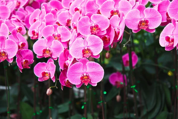Fleurs d'orchidée violette — Photo
