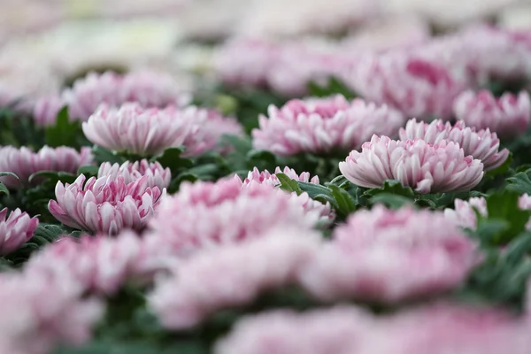 Crisântemo de outono rosa — Fotografia de Stock