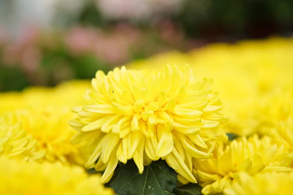 Žlutá podzimní chryzantémy — Stock fotografie