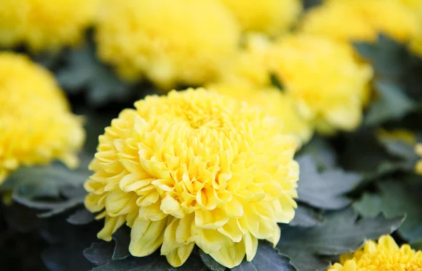 Yellow autumn chrysanthemum — Stock Photo, Image