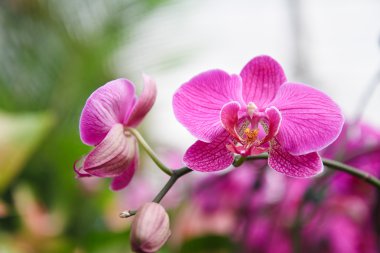 Mor orkide çiçekleri